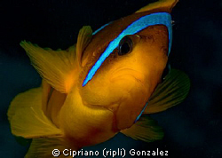 a brave anemonefish. Trying to get a diferent composition... by Cipriano (ripli) Gonzalez 